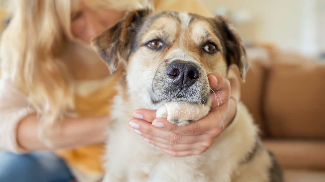 Dog with bandaged paw being held by owner.
